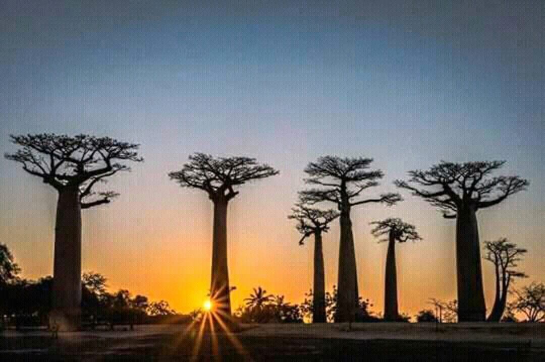 Morondava baobab Madagascar Andao Travel