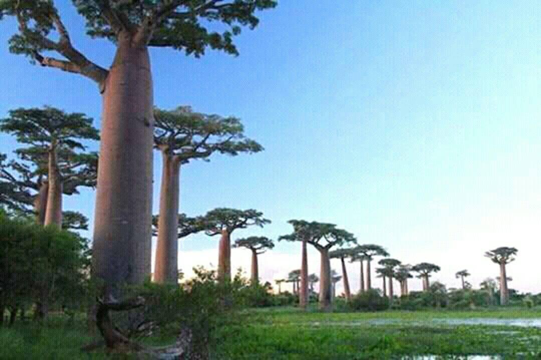 Morondava baobab Madagascar Andao Travel