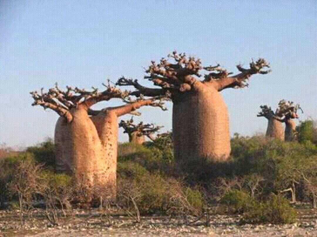 baobab de Madagascar Andao Travel