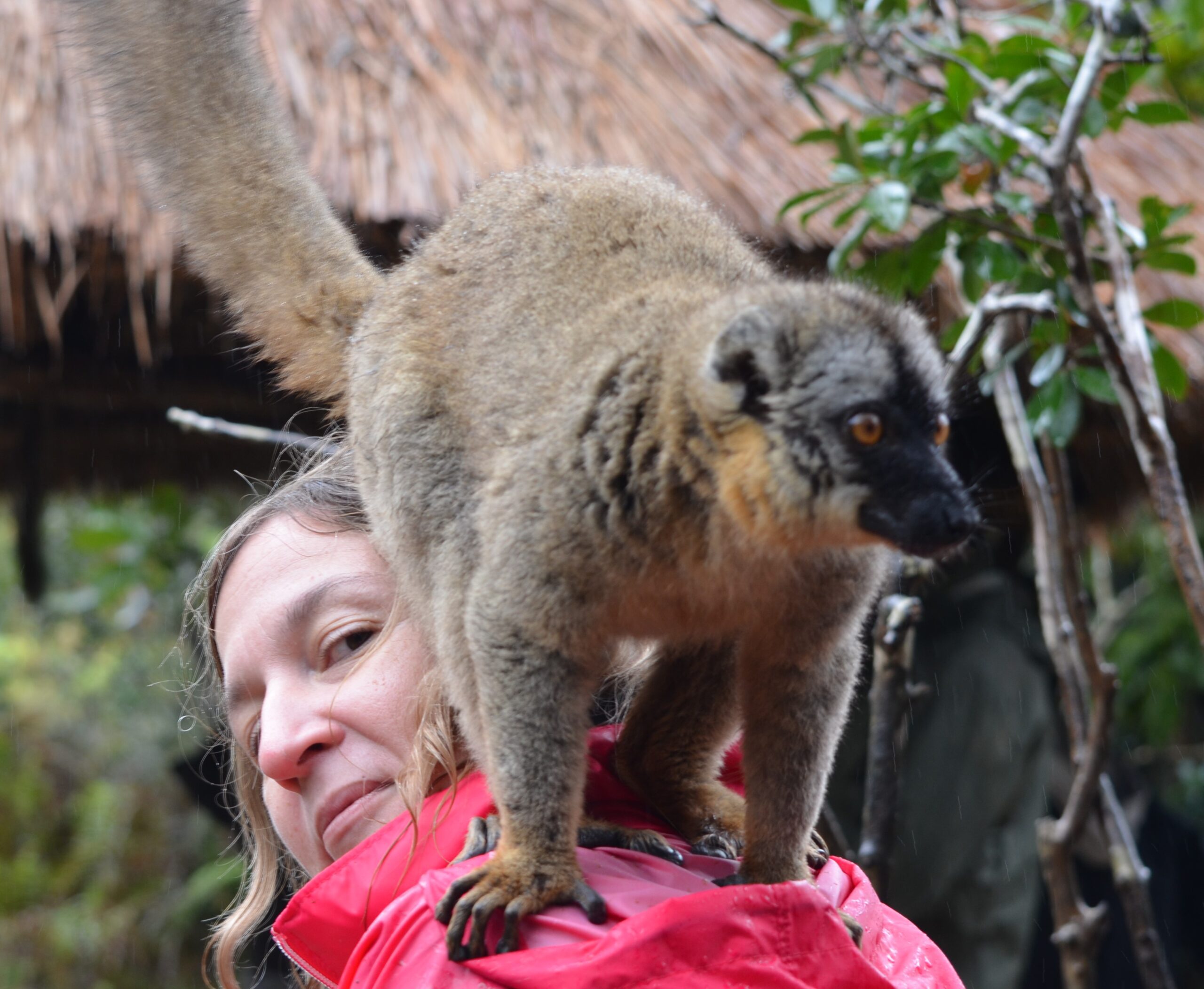 Parc Andasibe Madagascar Andao Travel