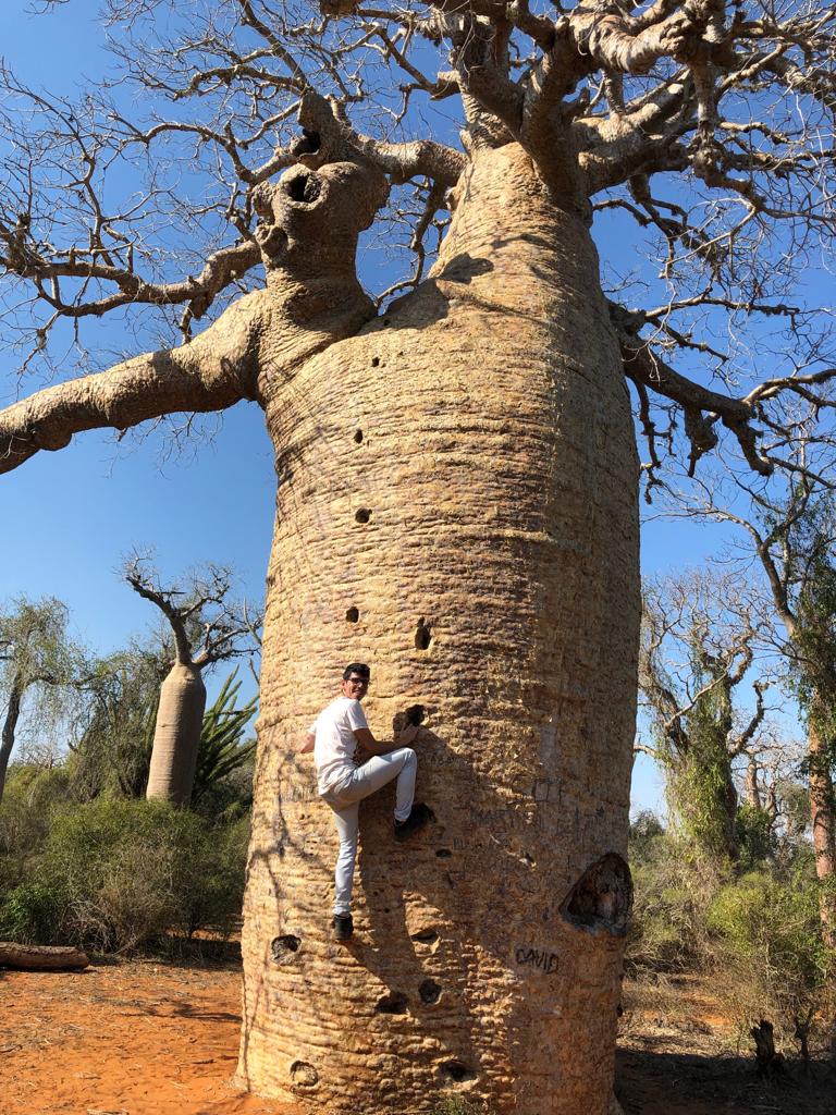 Baobab d'Ifaty Madagascar Andao Travel