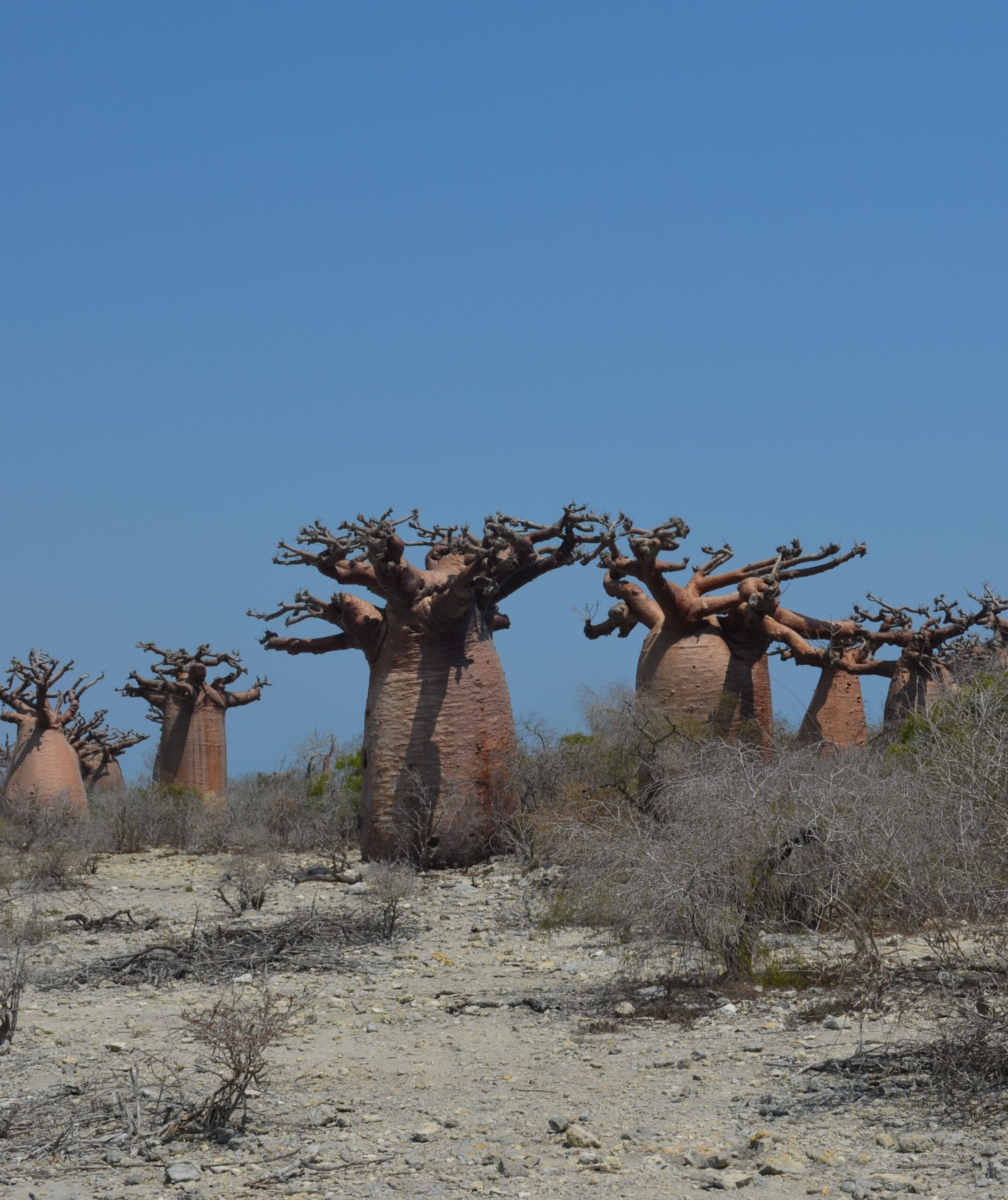 Morondava baobab Madagascar Andao Travel