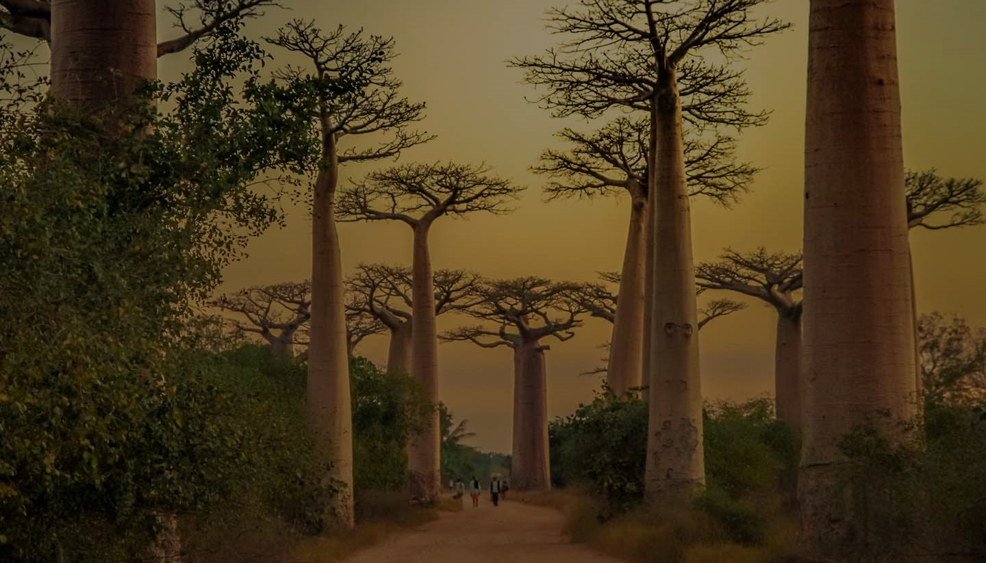 Morondava baobab Madagascar Andao Travel