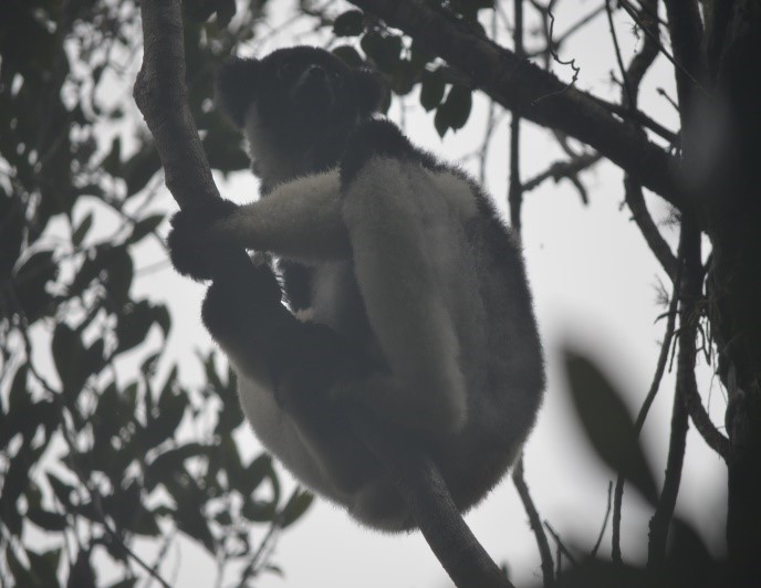 Parc d’Andasy  Madagascar Andao Travel