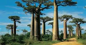 baobab de Madagascar Andao Travel