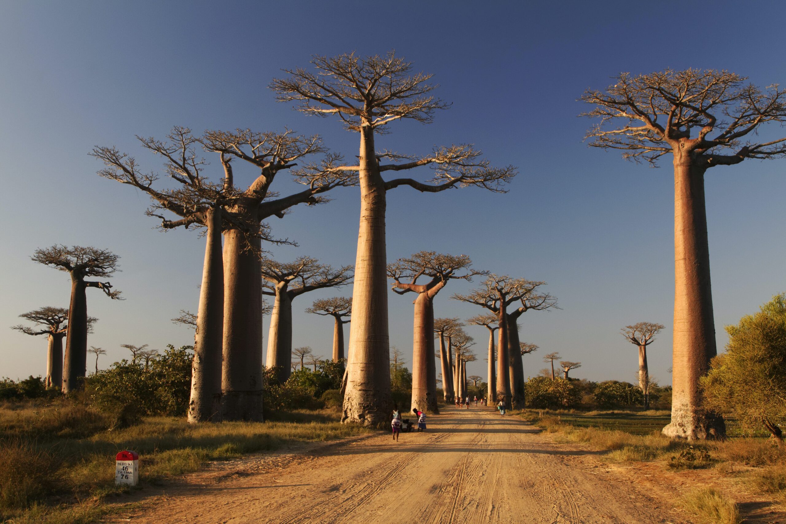 Morondava baobab Madagascar Andao Travel