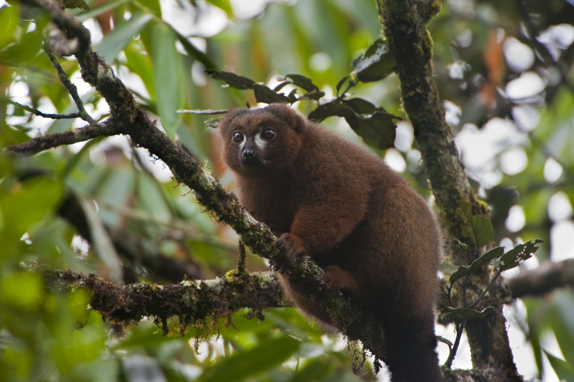 Parc national Ranomafana Madagascar Andao Travel