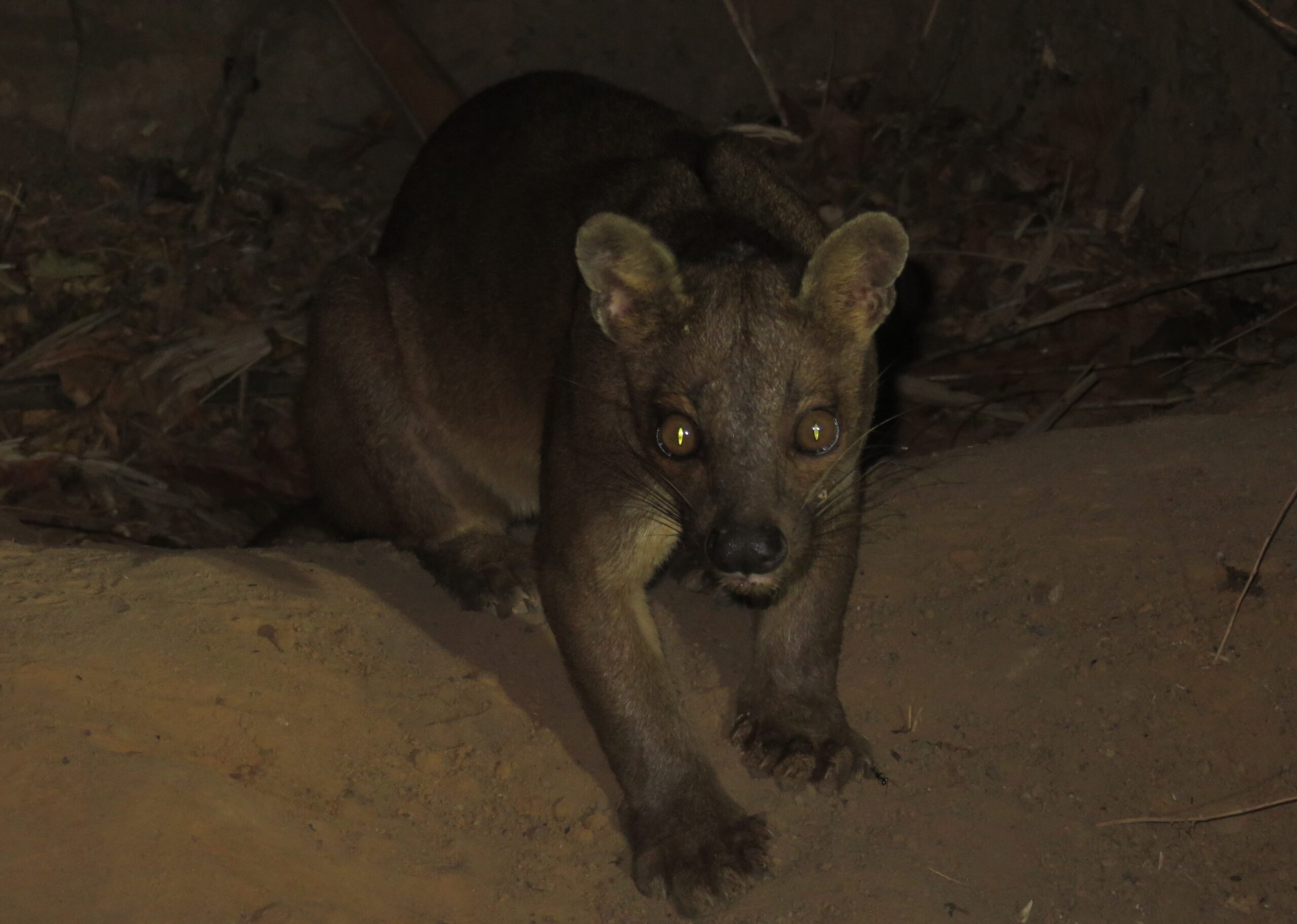 Fosa de Madagascar Andao Travel