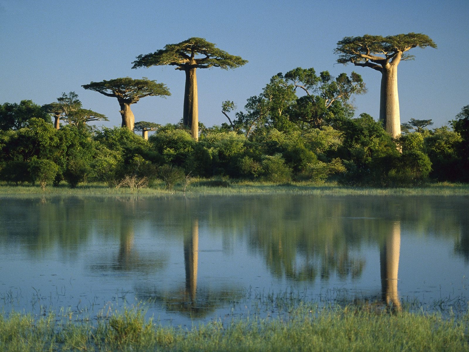 Baobab de Madagascar Andao Travel